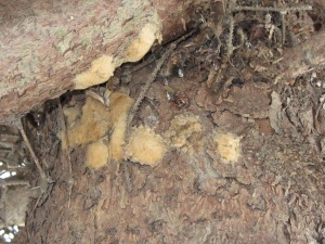 Photo of brown, fuzzy egg masses of Gypsy moth