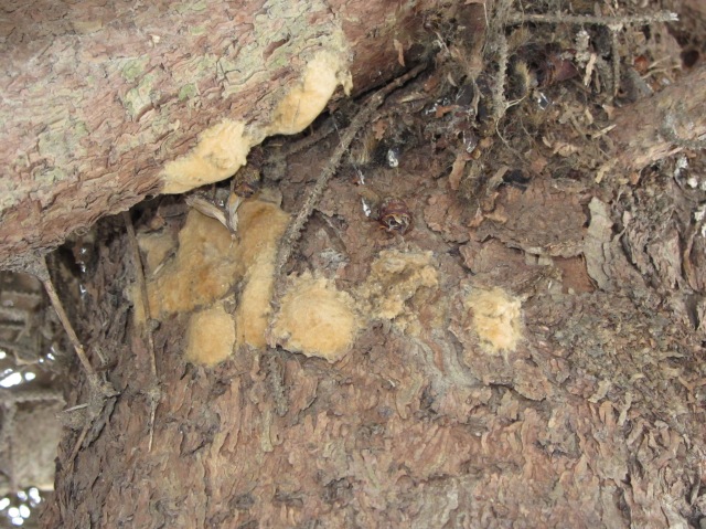 Photo of brown, fuzzy egg masses of Gypsy moth