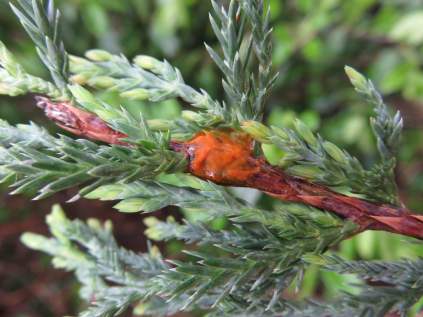 Cedar-Quince_JuniperusJLA