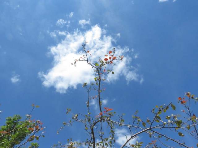 Crabapple tree with little foliage due to apple scab