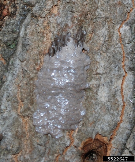 Spotted Lanternfly eggs on bark