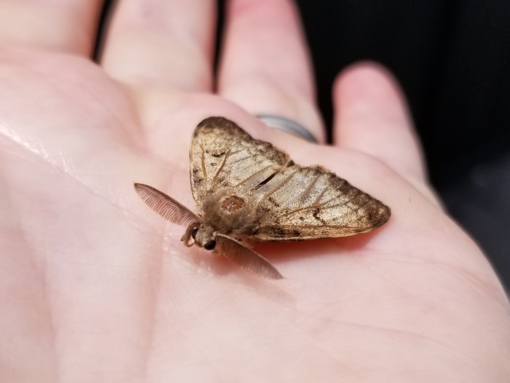 Adult male Gypsy moth